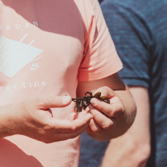 Zeewier strandwandeling